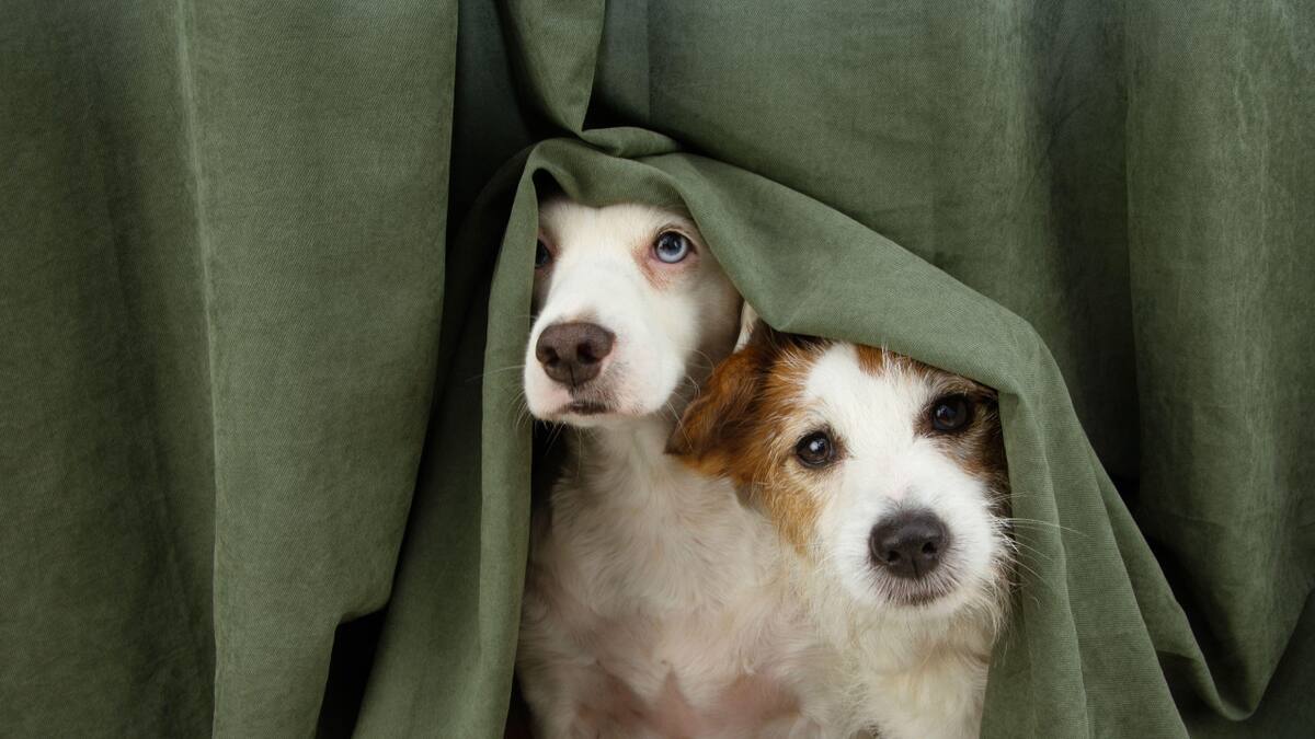 En 2020 se reportaron aproximadamente 2.000 robos de perros y más de 400 gatos.