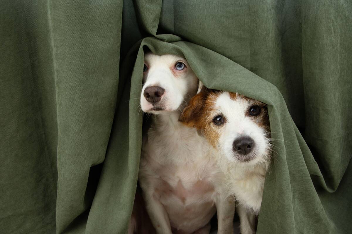 Perros, mascotas. Foto: Reuters, Alamy