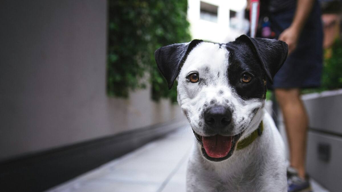 Cómo acceder a los servicios gratuitos de vacunación y castración para perros y gatos en CABA. Foto Unsplash
