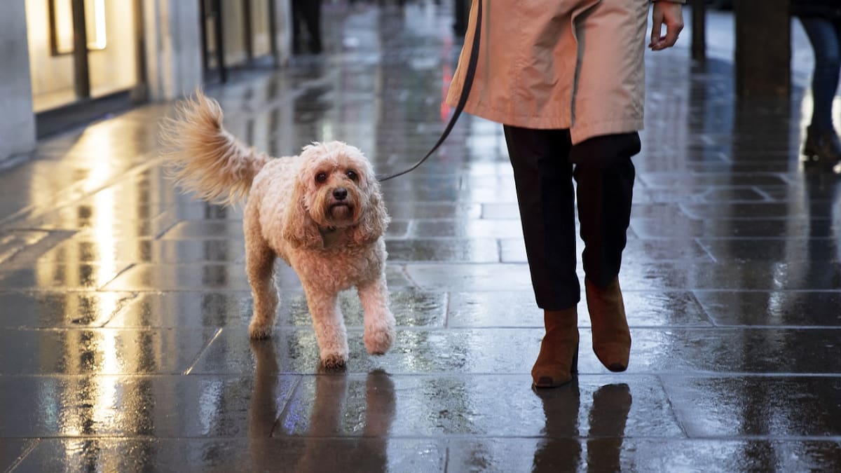 Perros; mascotas. Foto: Unsplash.