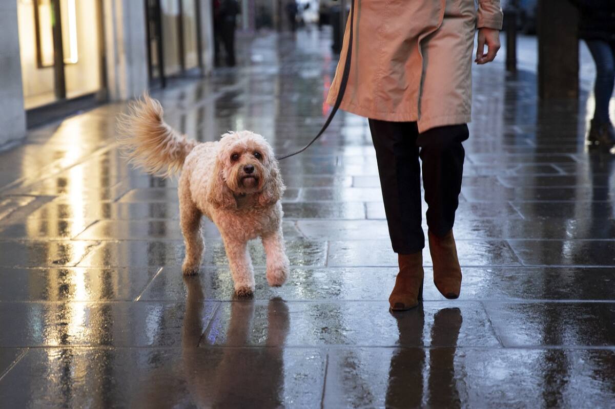 Perros; mascotas. Foto: Unsplash.