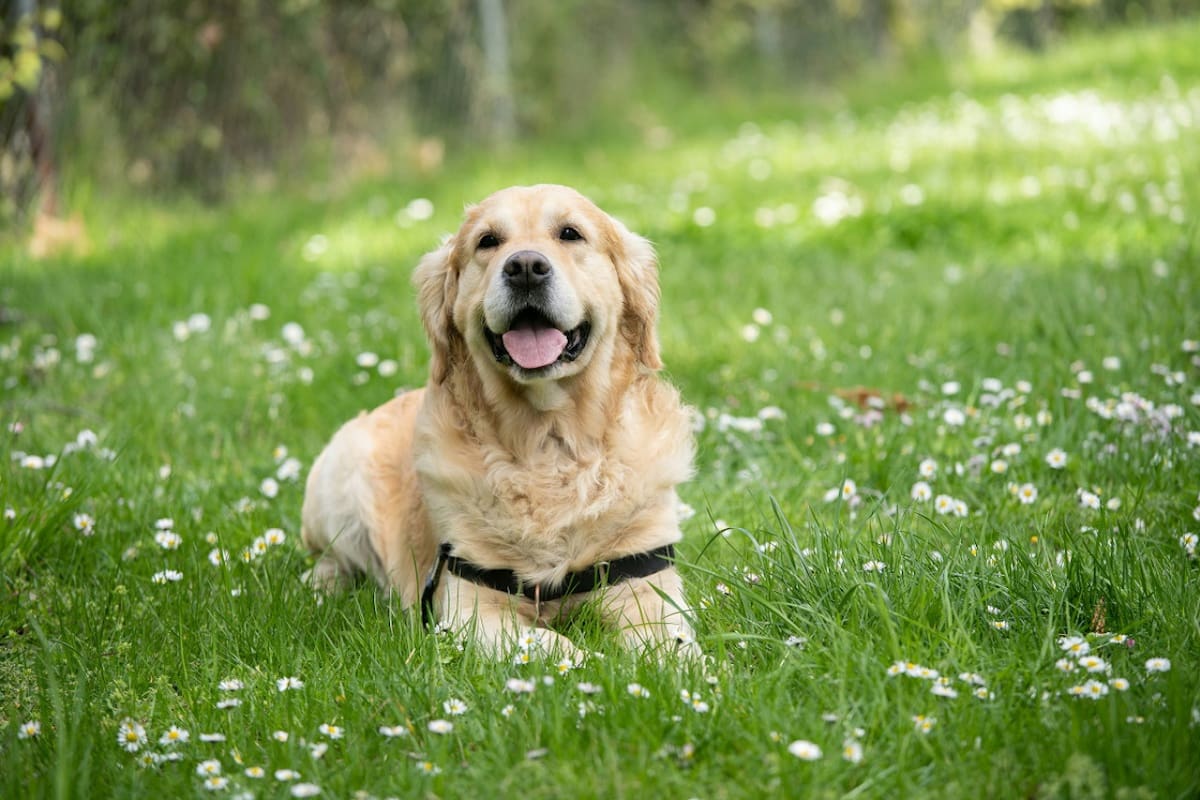 Perros; mascotas. Foto: Unsplash.