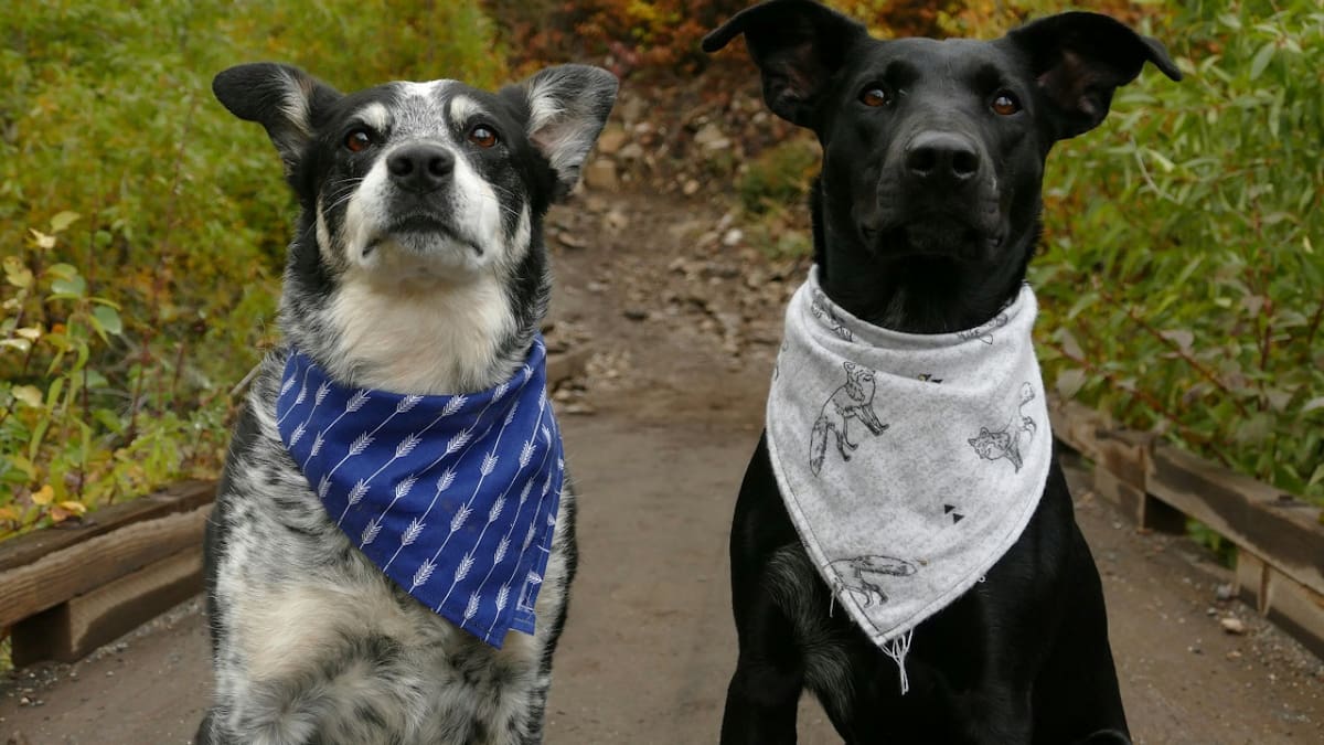Perros; mascotas. Foto: Unsplash.