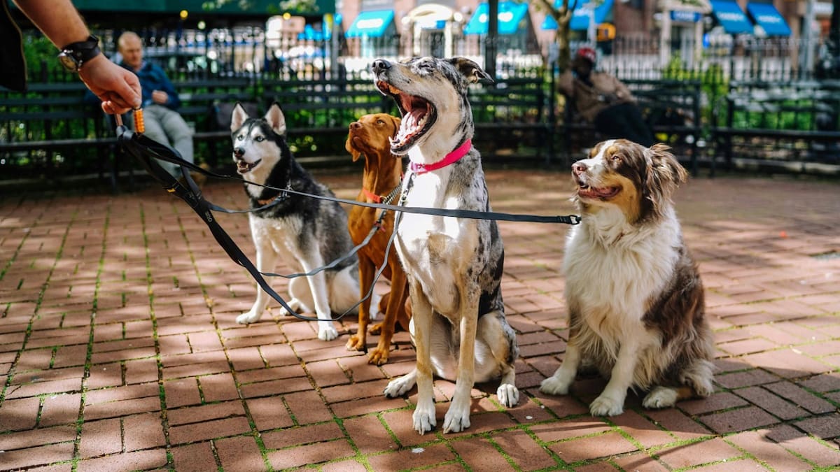 Perros; mascotas. Foto: Unsplash.