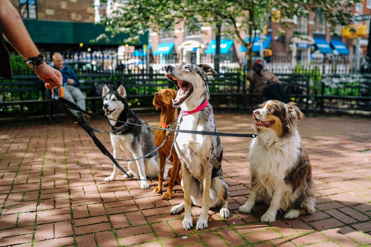 Perros; mascotas. Foto: Unsplash.