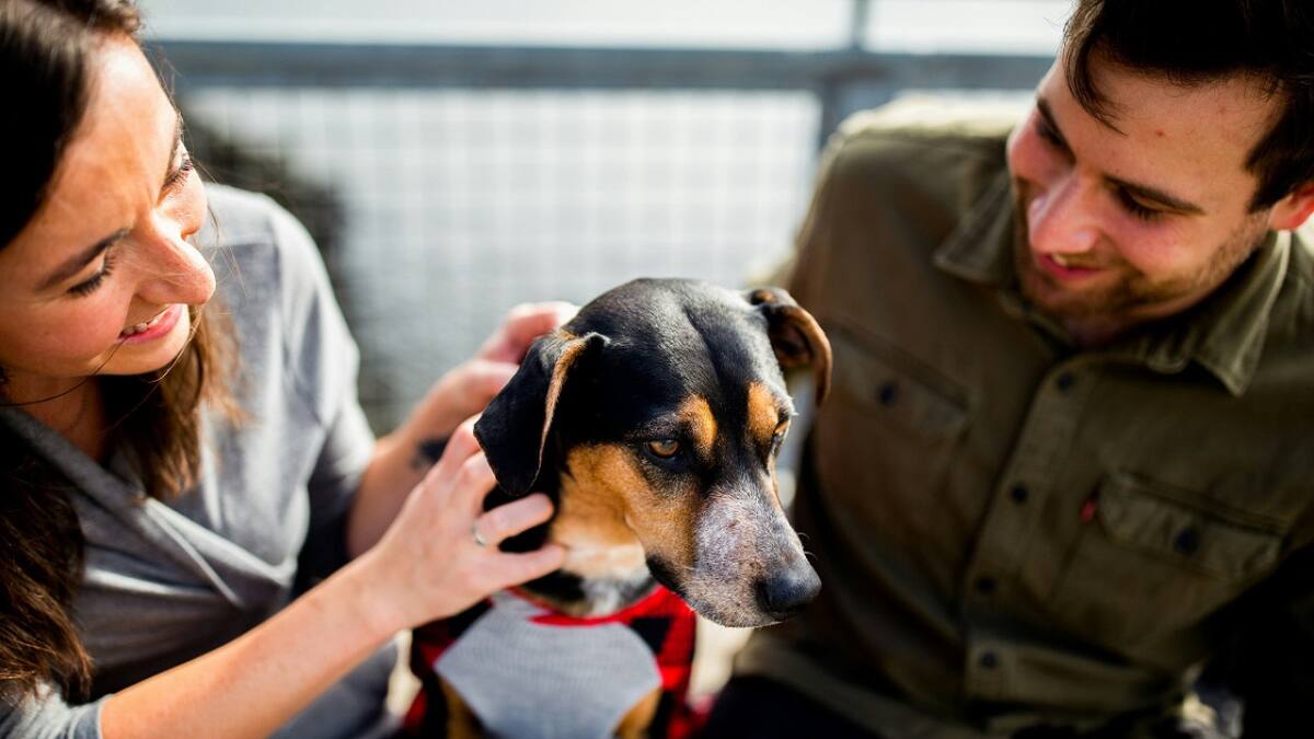 Perros; mascotas; humanos. Foto: Unsplash.