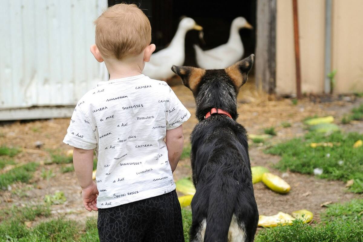 Perros, niños, mascotas. Foto: Unsplash.