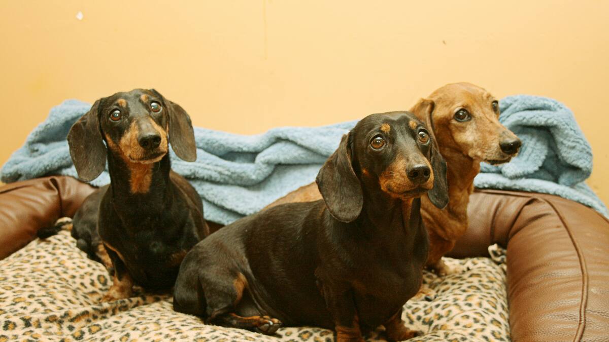 Perros salchicha.