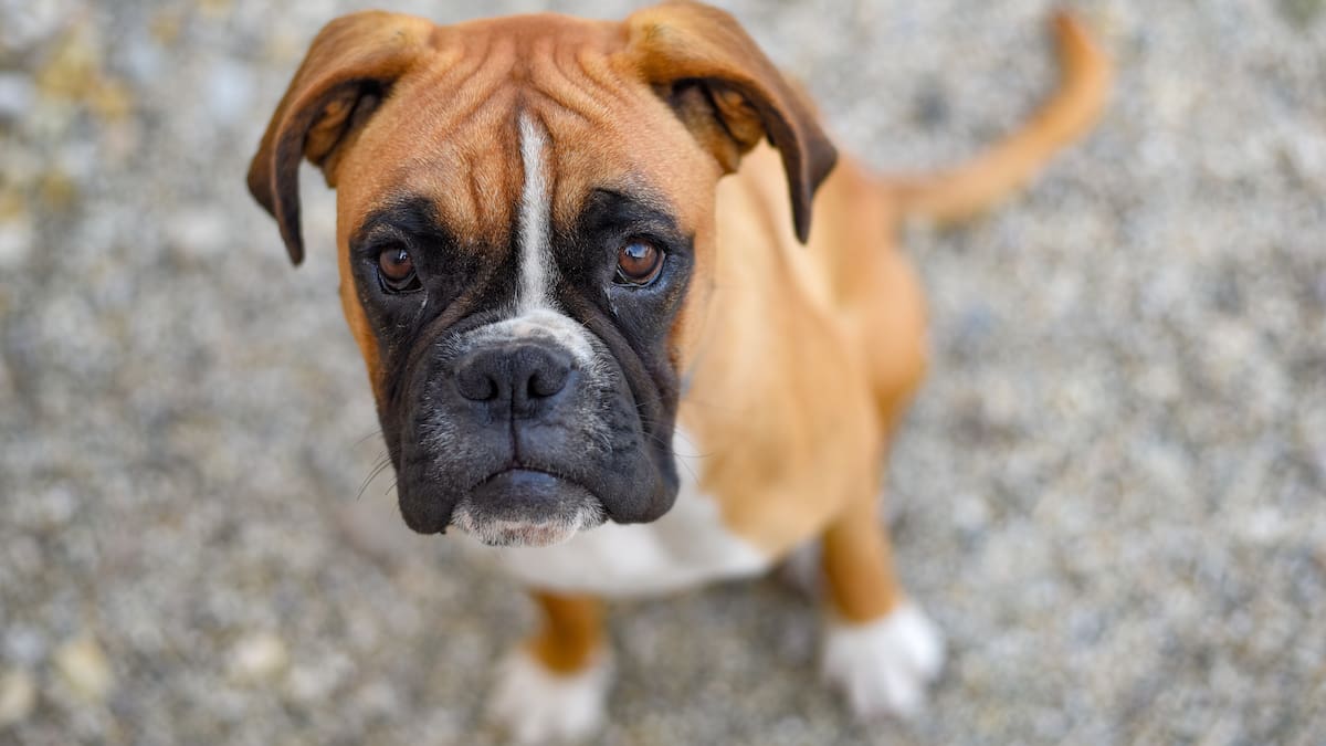 Cómo hacer un repelente casero y natural para proteger a tus mascotas.