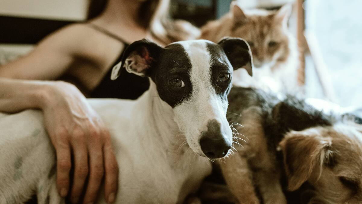 Perros y gatos. Foto: Unsplash
