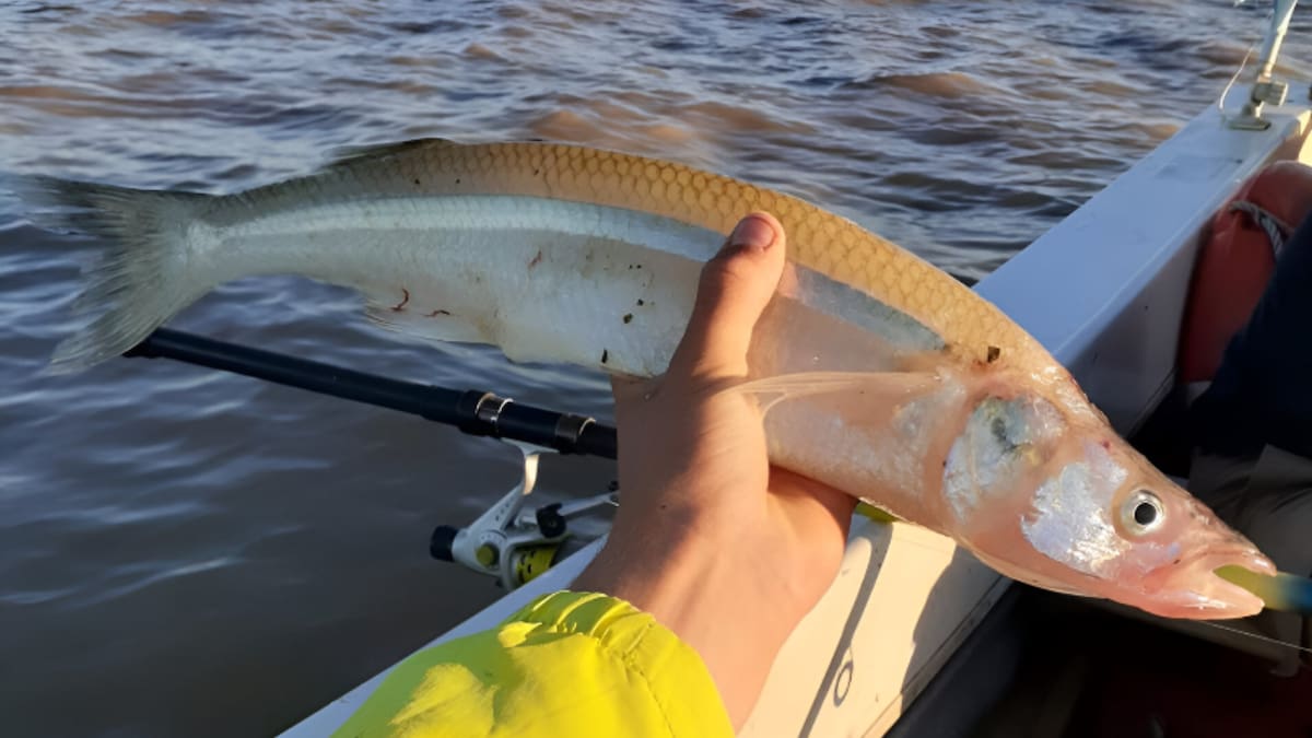 El paraíso de la pesca para ir con niños: la laguna con pejerreyes destacados, juegos y parrillas al aire libre