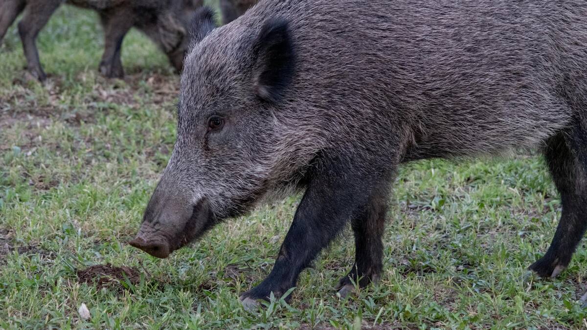 Alerta en España por la peste porcina africana: se extiende fuera de “zona cero” y crece en Cataluña