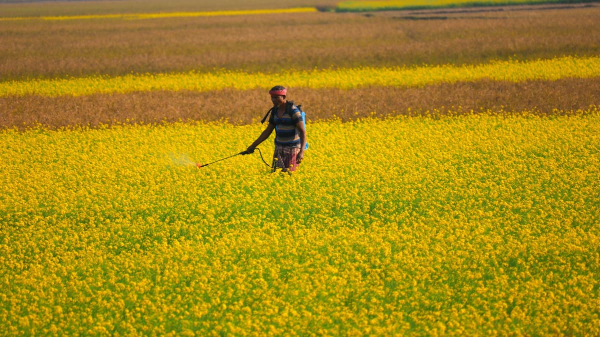 Pesticidas. Foto: Unsplash.