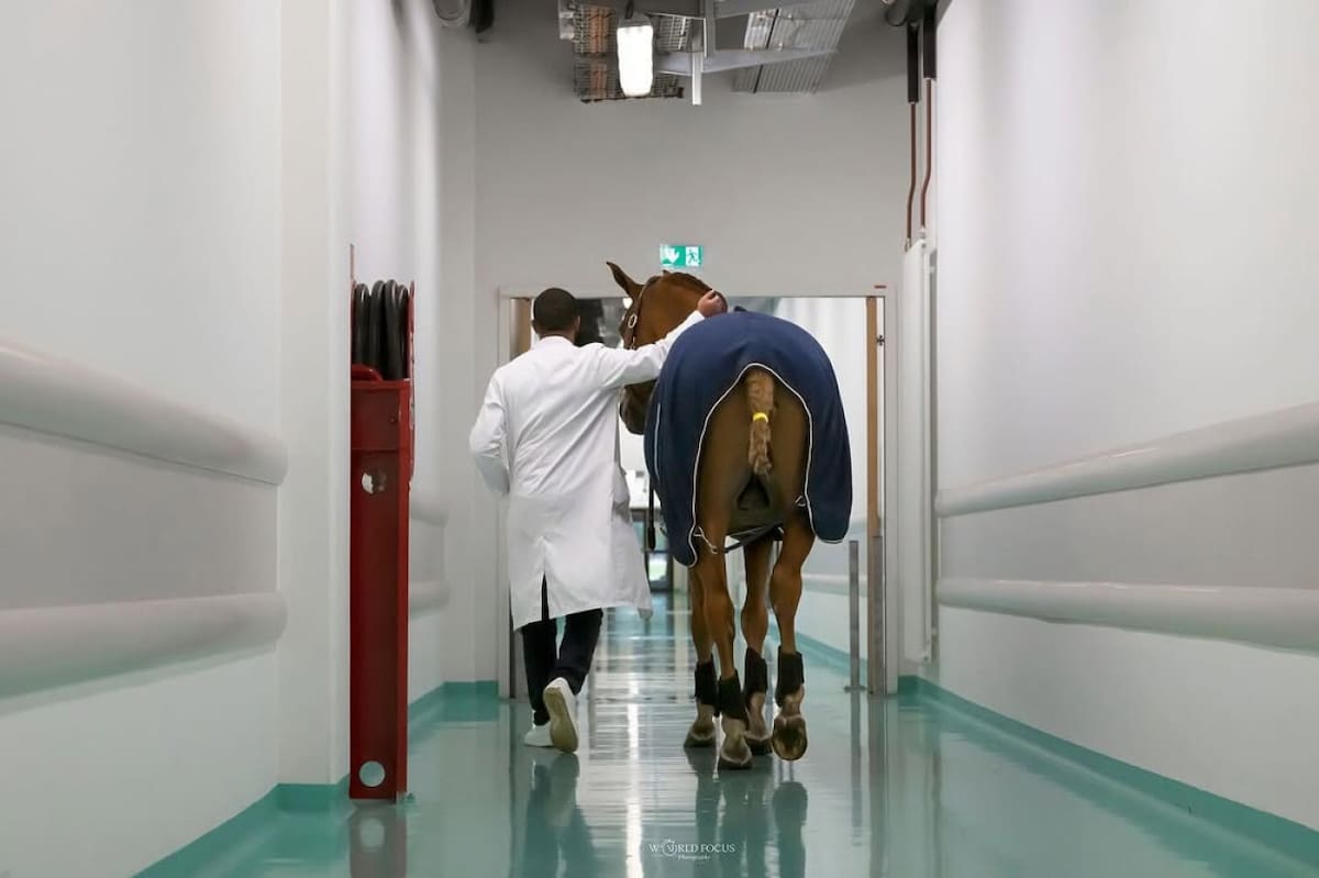 Peyo, el caballo que acompaña a pacientes con cáncer. Fuente: Instagram @docteur_peyo