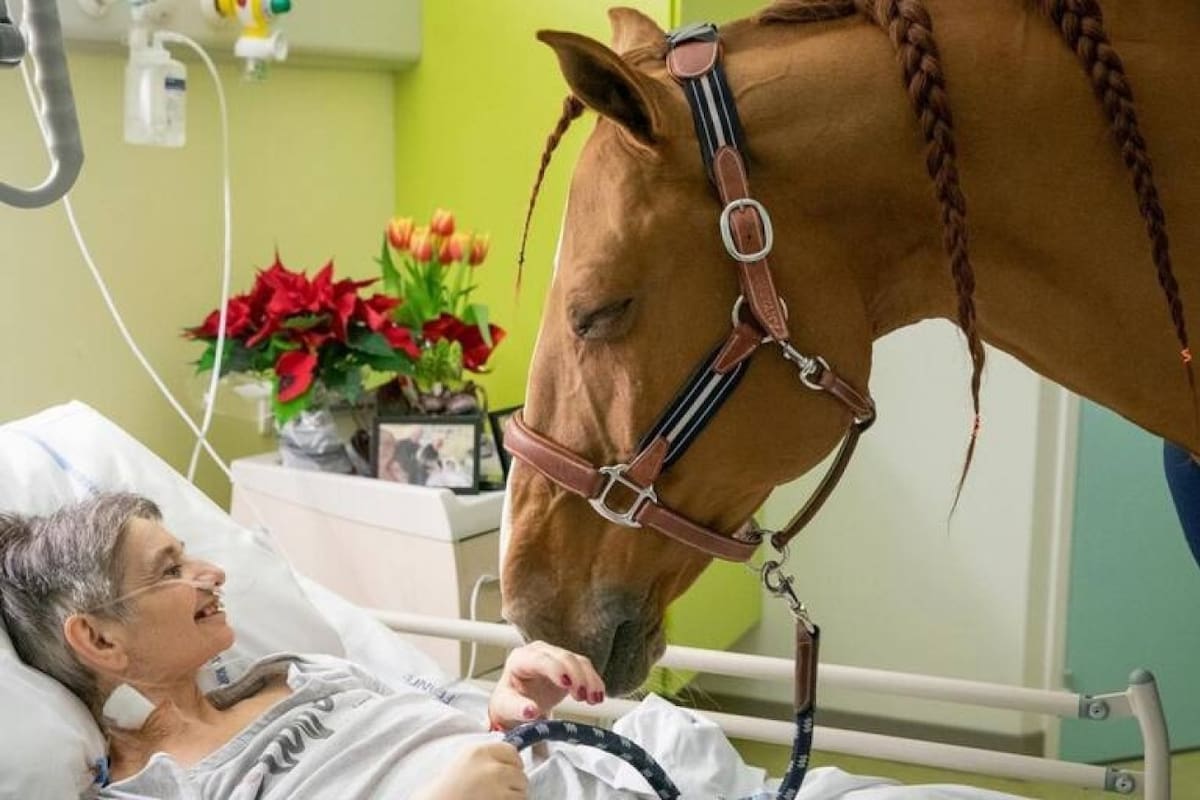 Peyo, el caballo que acompaña a pacientes con cáncer. Fuente: Instagram @docteur_peyo