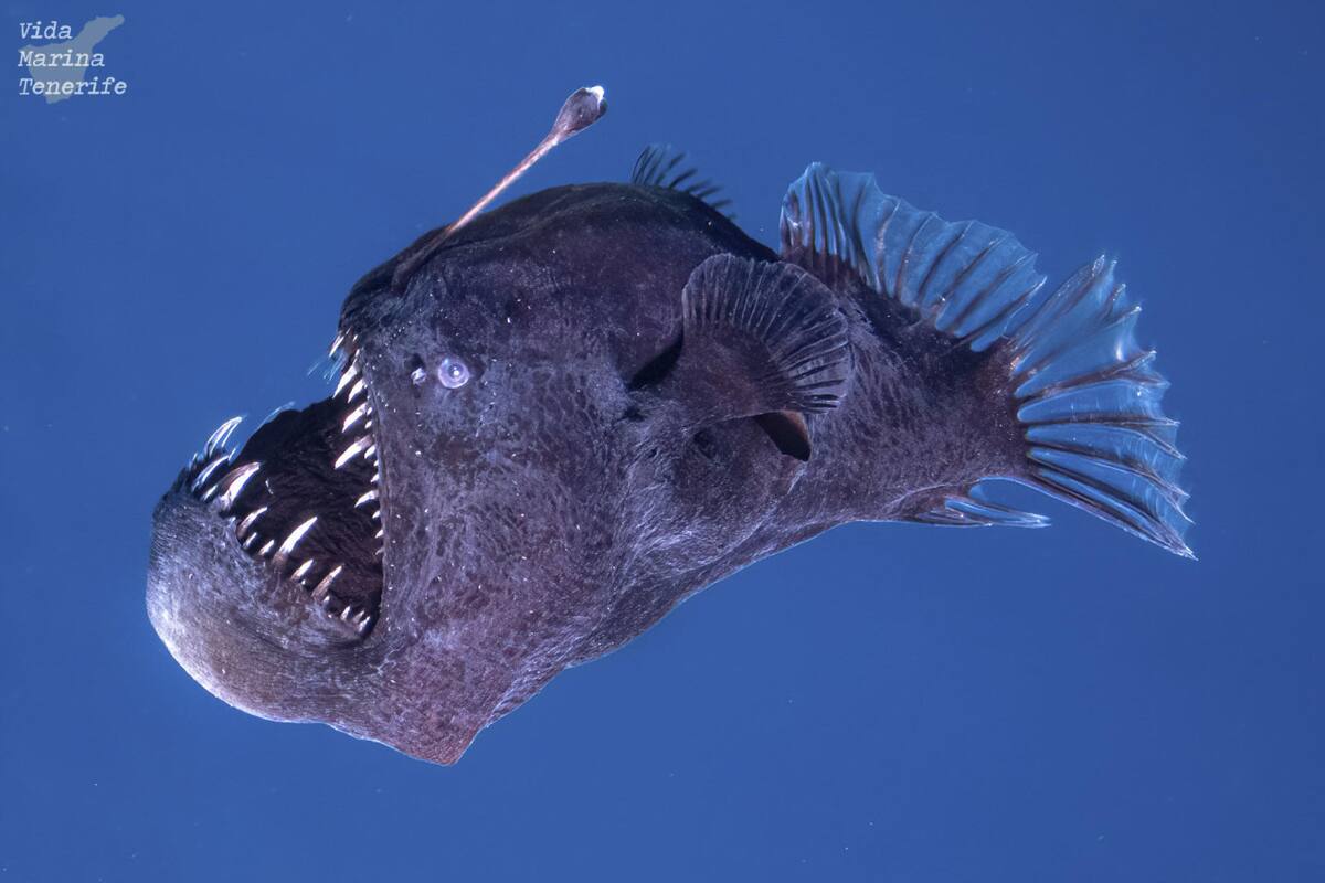 Pez "diablo negro". Foto: EFE/ Marc Martín/Vida Marina Tenerife
