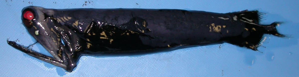 Pez dragón. Foto: Wikipedia.