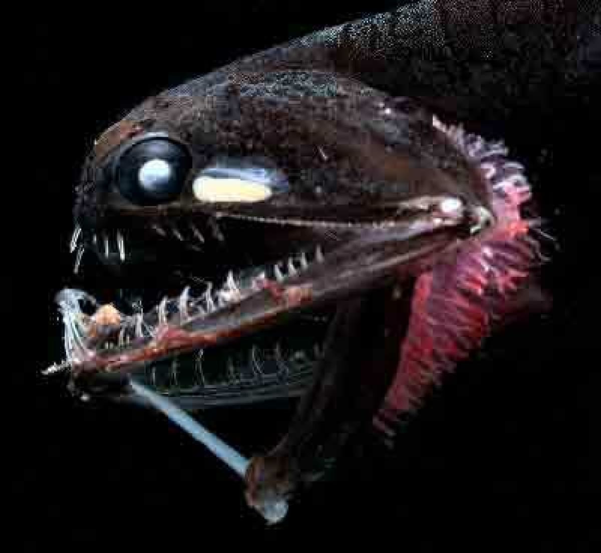 Pez dragón. Foto: Wikipedia.