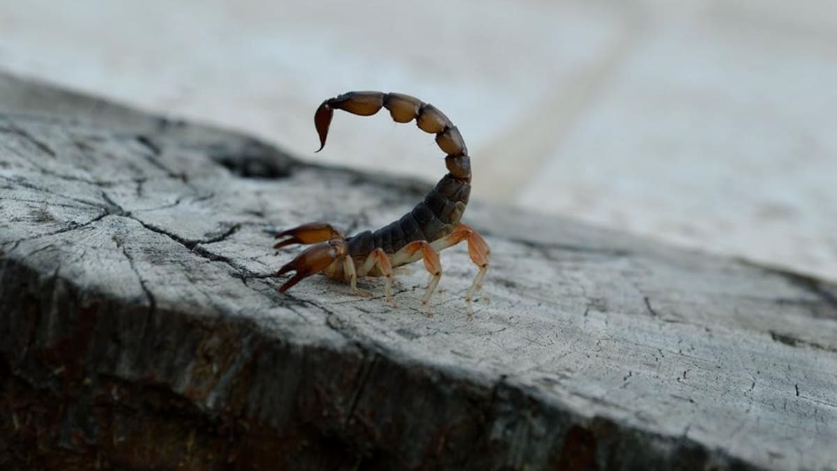 Picadura de alacrán. Foto: Télam