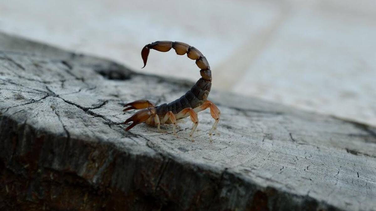 Picadura de alacrán. Foto: Télam