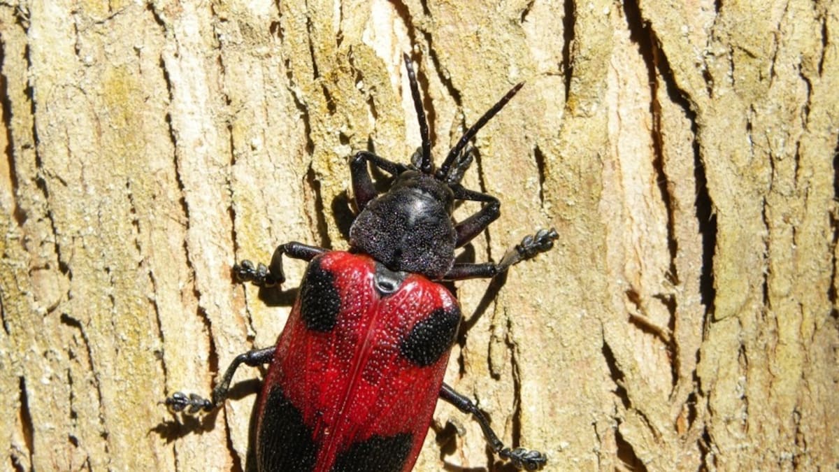 Confirmaron una peligrosa plaga en Argentina y activaron la emergencia fitosanitaria: alerta por la aparición del “Picudo rojo”