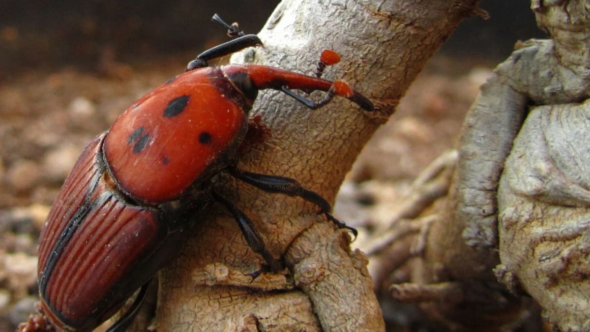 El peligroso insecto que amenaza con convertirse en plaga en Argentina. Foto FREEPIK