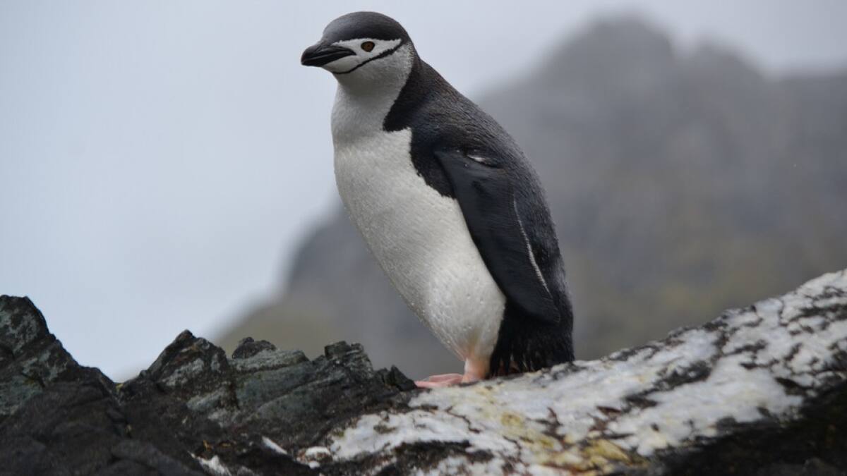 Pingüino barbijo. Foto: Unsplash.