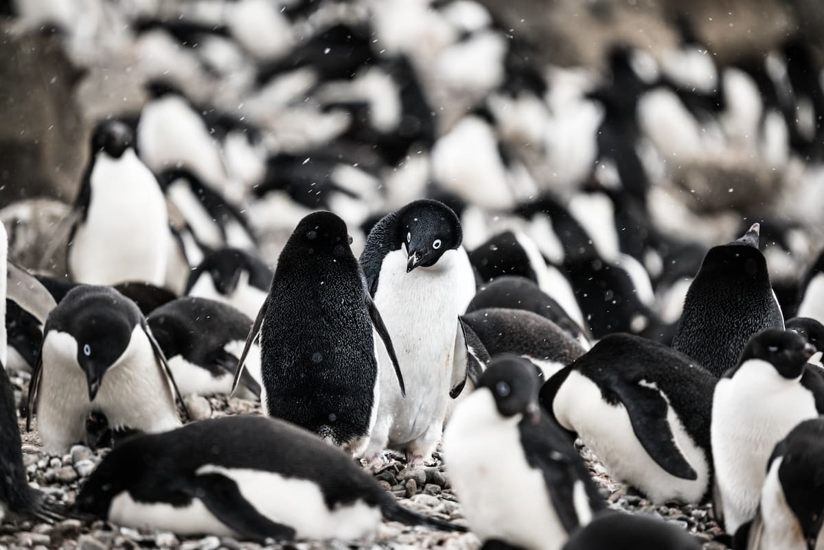 Pingüino de Adelia. Foto: Unsplash.