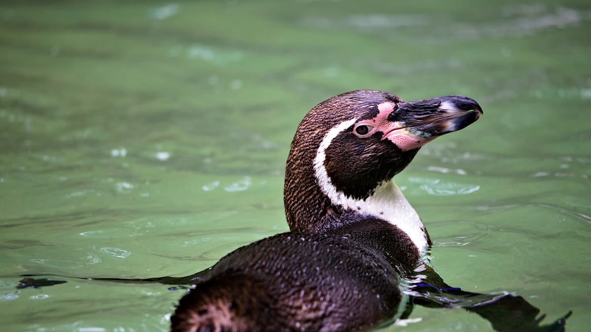 Cómo es el Pingüino de Humboldt y cuáles son sus características más llamativas.