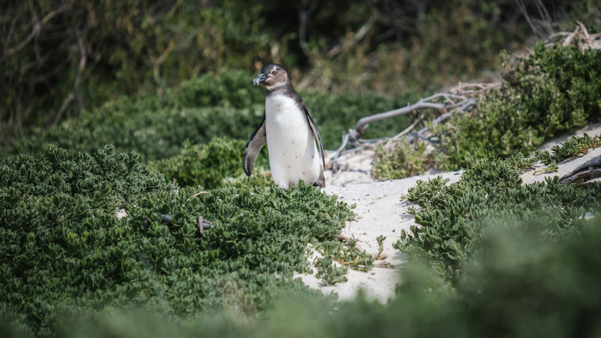 Pingüino. Foto: Unsplash.