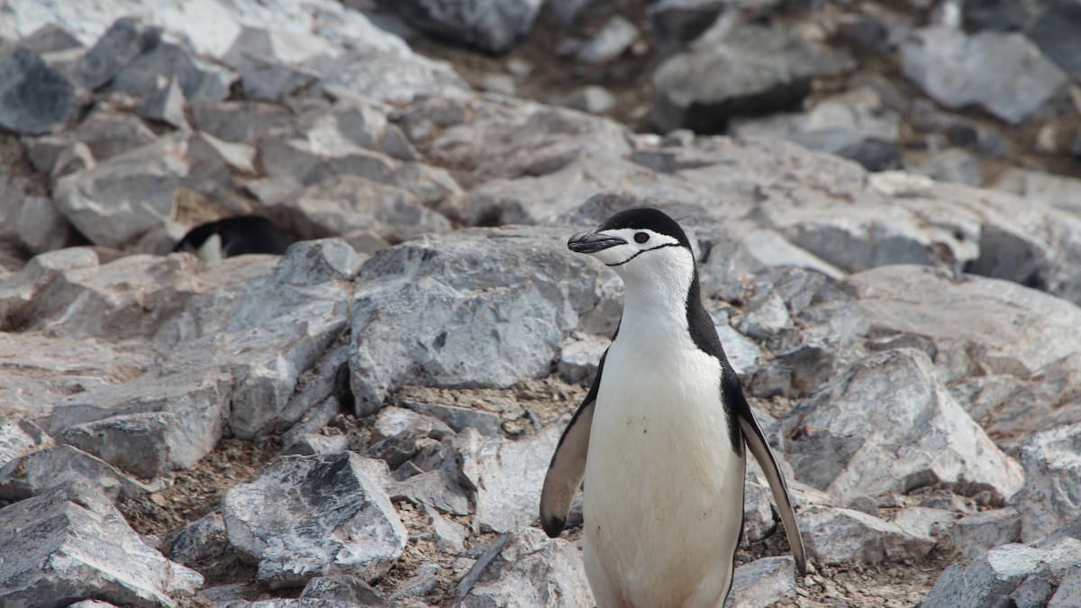 Pingüino. Foto: Unsplash