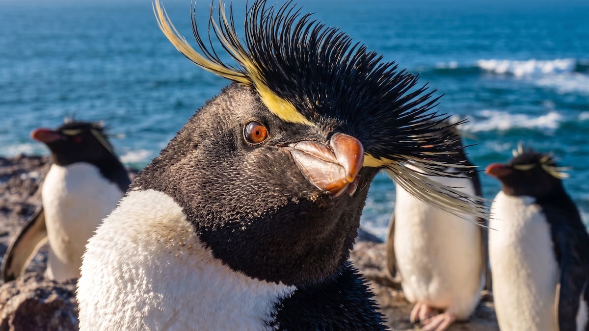 Pasaron de 1,5 millones a menos de 300.000 parejas: la dramática caída de una especie de pingüinos
