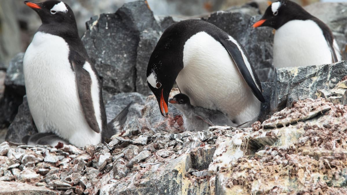 Pingüinos, Antártida. Foto: EFE.