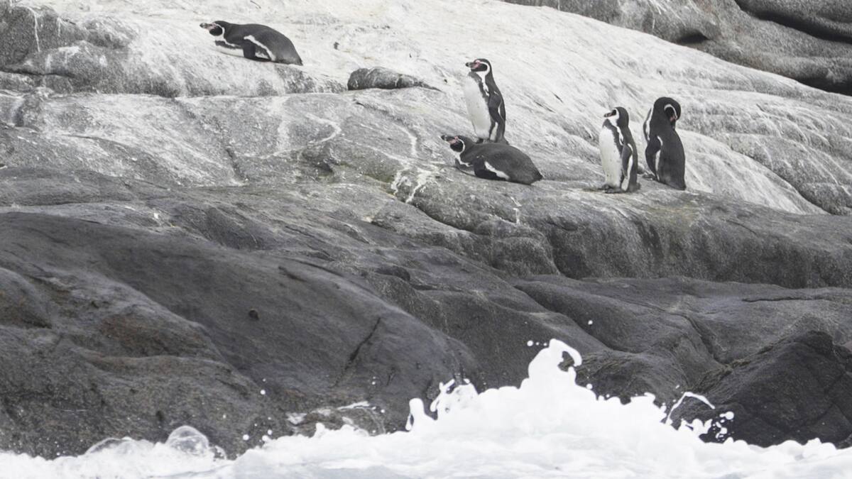 Pingüinos de Humboldt en Chile. Foto: EFE.