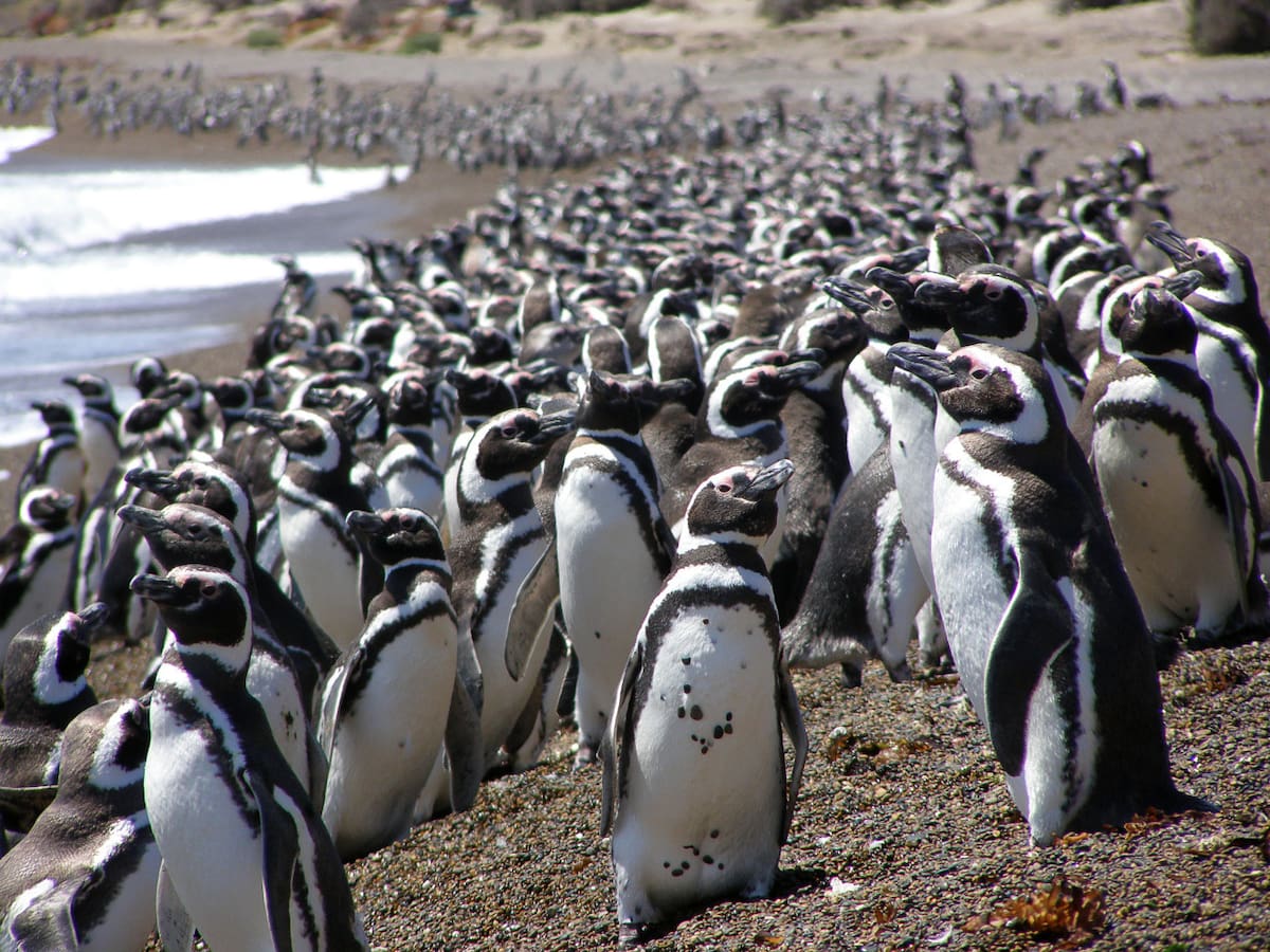 Pingüinos de Magallanes en La Armonia. Foto: Victoria Zavattieri - WCS Argentina