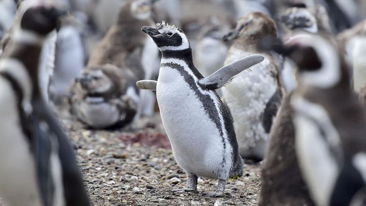 Naturaleza en tiempo real: el CONICET lanza un nuevo streaming para ver pingüinos en la Patagonia