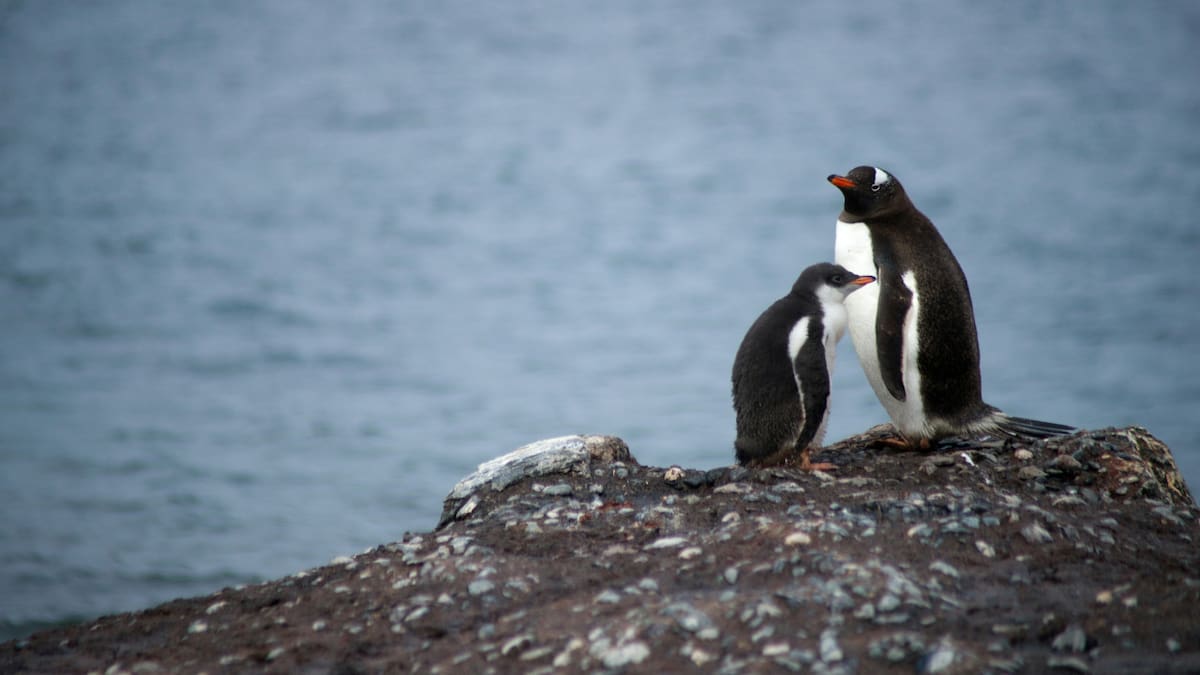 Día Mundial del Pingüino: la travesía de “Messi” y otros ejemplares de la Patagonia que expone el impacto del cambio climático