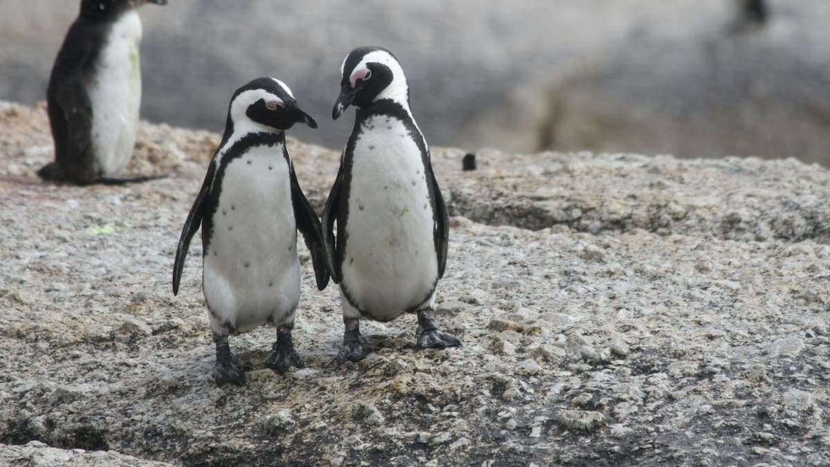 Pingüinos de Magallanes. Foto: Unsplash