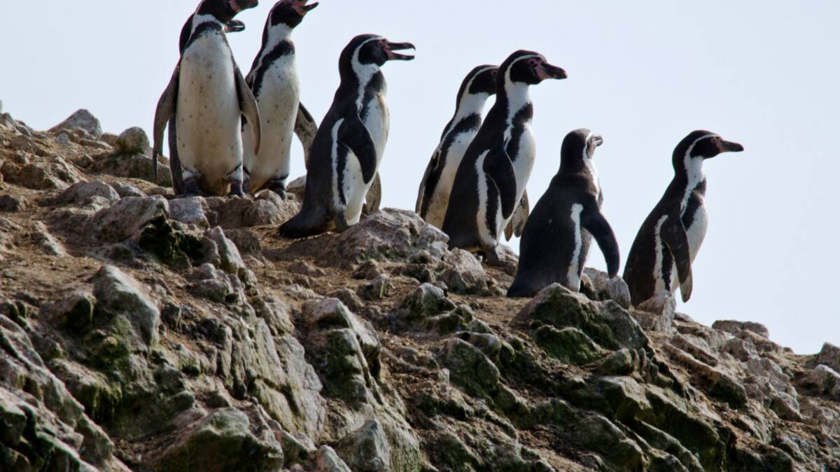 Pingüinos del Archipiélago de Humboldt. Foto: Reuters.