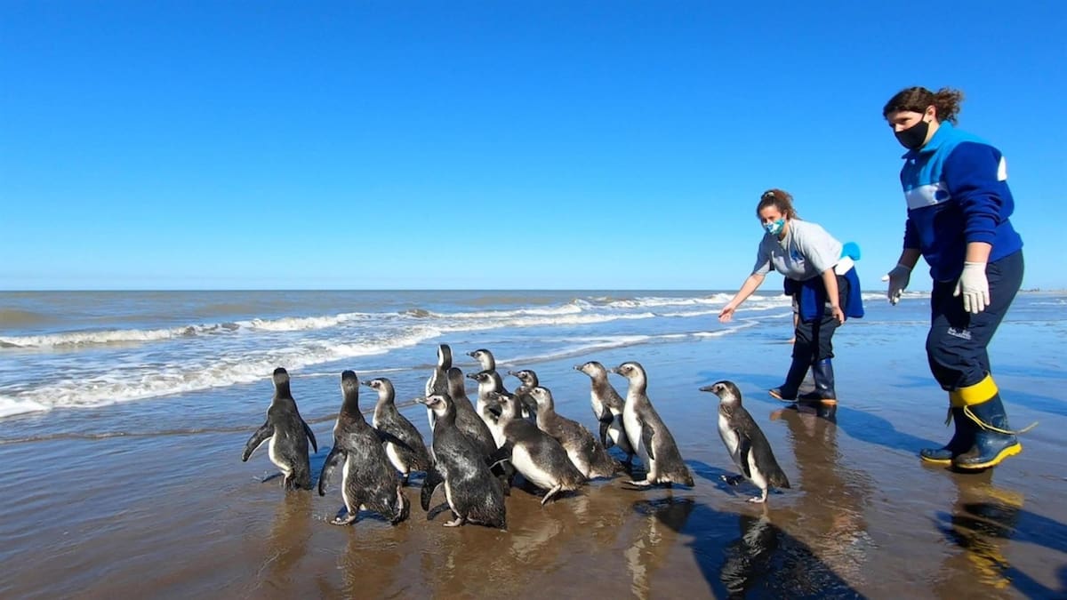 Pingüinos devueltos a su hábitat. Foto: X/Fundación Mundo Marino