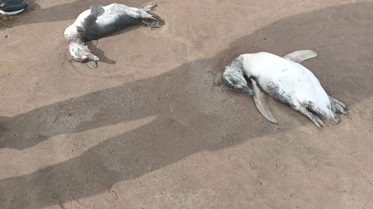 Pingüinos en Mar del Plata. Foto: X