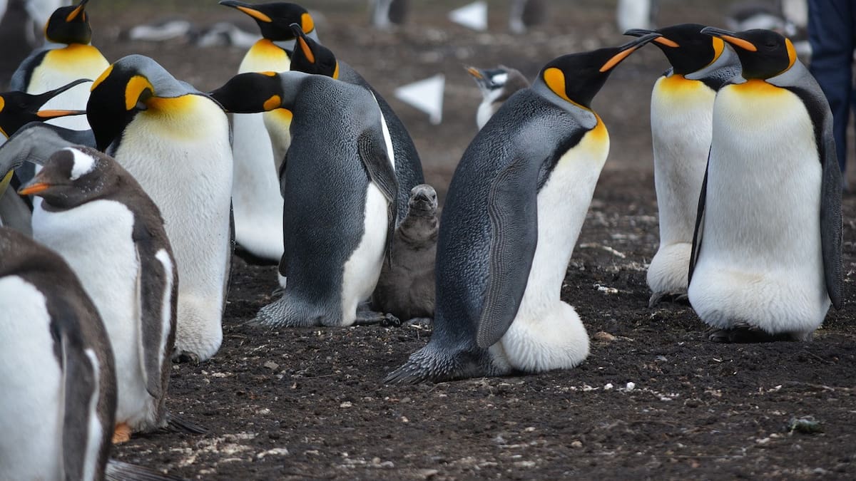 Pingüinos. Foto: Pixabay.