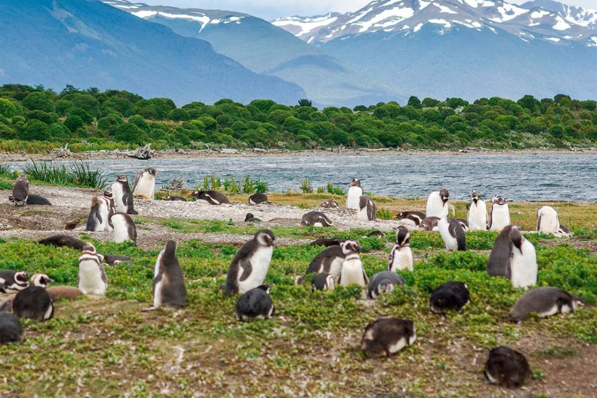 Pingüinos. Foto: Turismo Ushuaia.