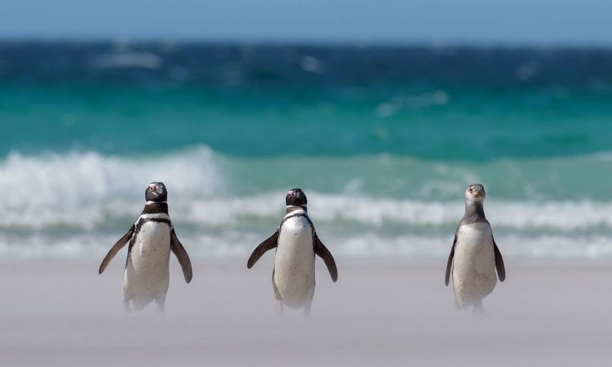 Pingüinos. Fuente: Global Penguin Society