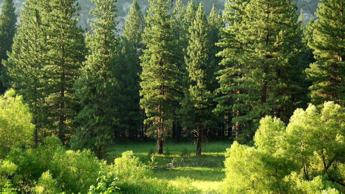 Hito botánico en Argentina: mejoran un 48% la productividad de los pinos tras más de 30 años de mejoramiento genético forestal