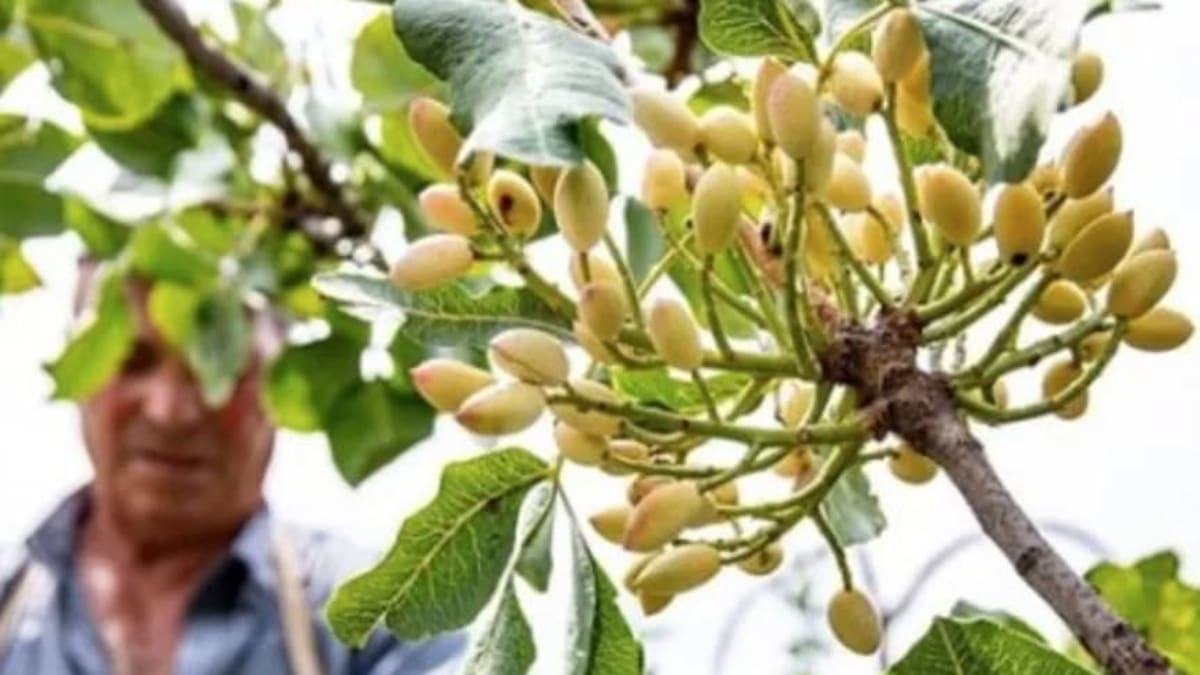 Cómo se llama el árbol de pistacho.