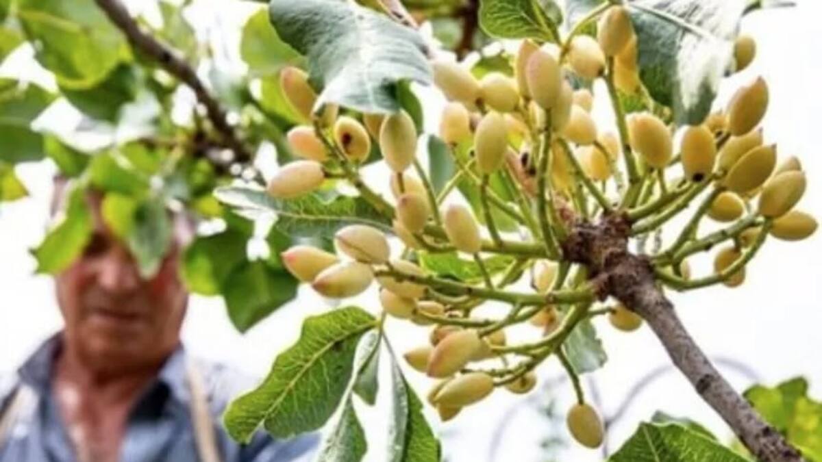 Pistachero, árbol de pistacho.