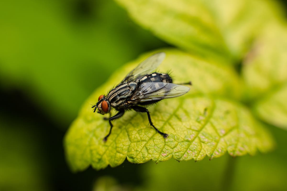 Plaga de moscas. Foto Freepik