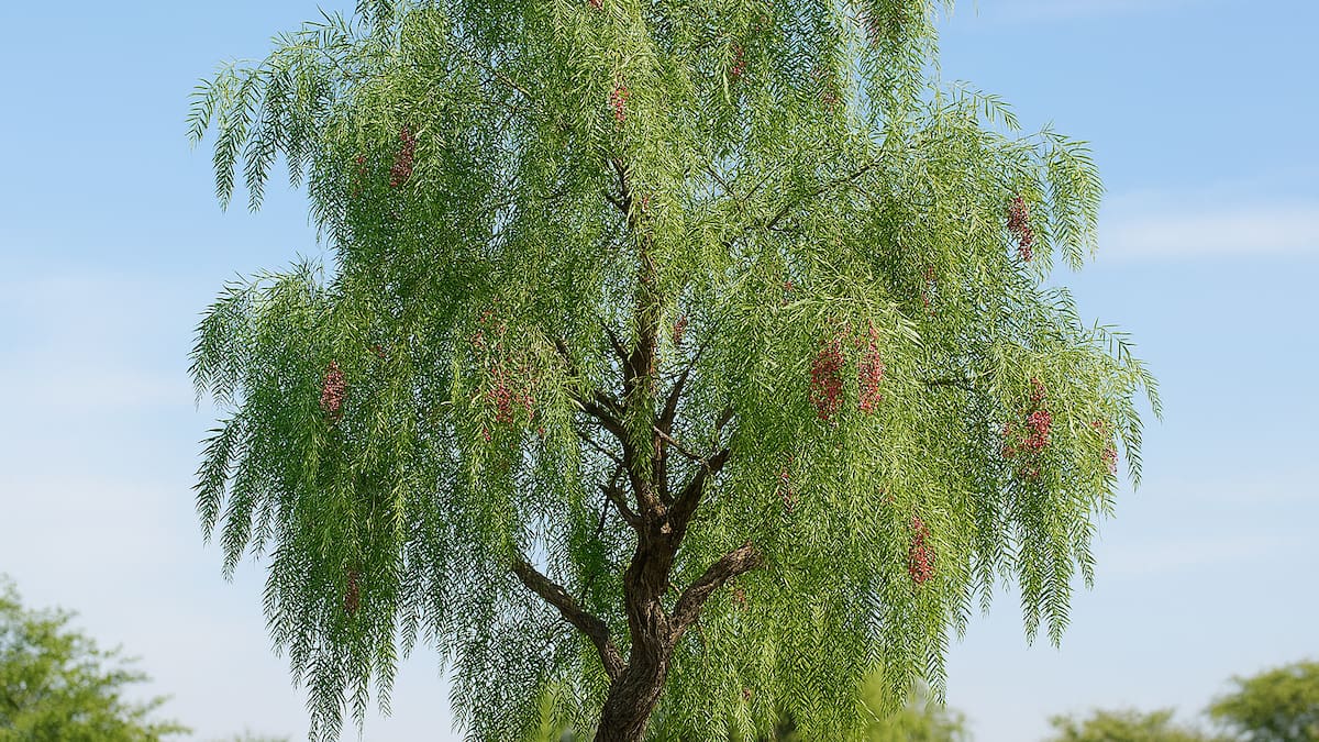 El árbol argentino que ahuyenta mosquitos: lo que nadie te contó sobre la especie que funciona como repelente natural