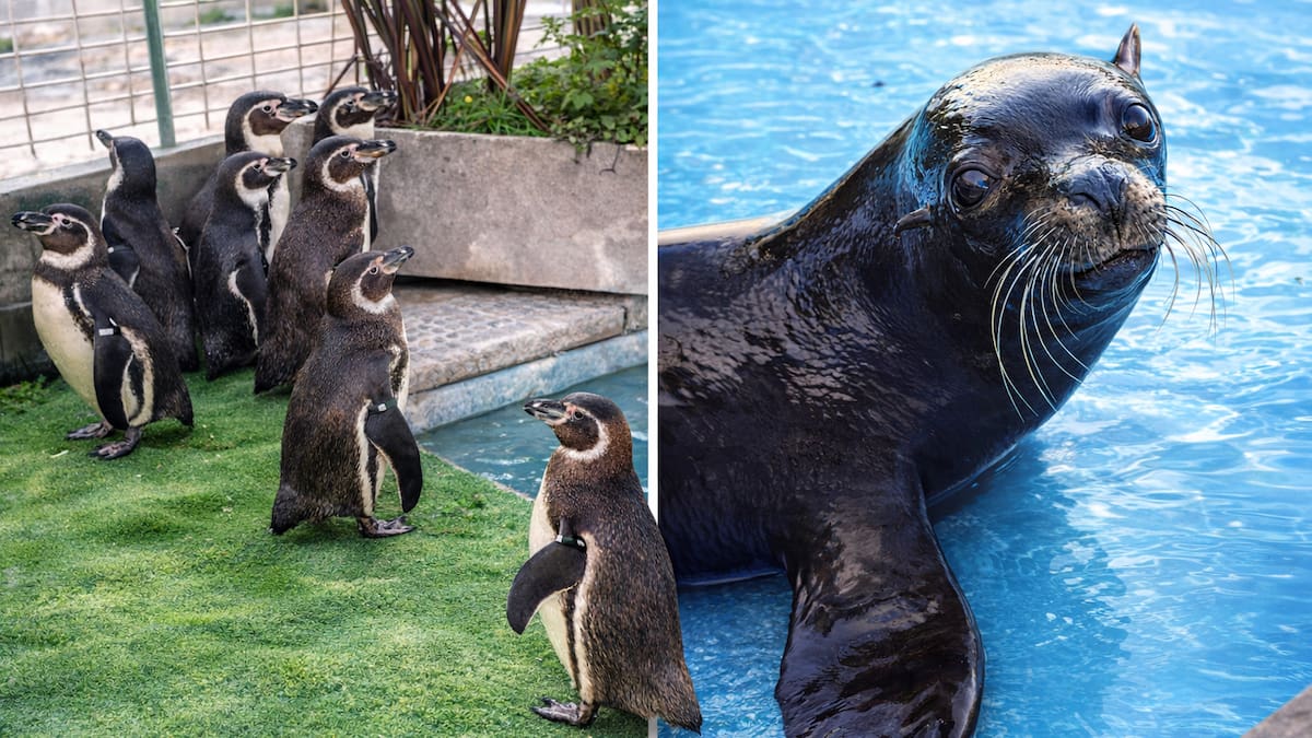 Los animales que aún viven en el ex Aquarium de Mar del Plata: qué especies quedaron y cuál es su destino judicial